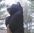 Onsite Bears by Kerr Chainsaw Carving